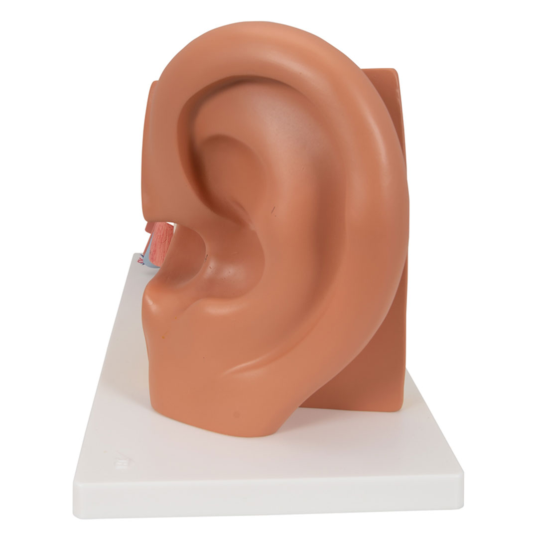 3B SCIENTIFIC Ohr, 4-tlg., Standardmodell (E10)