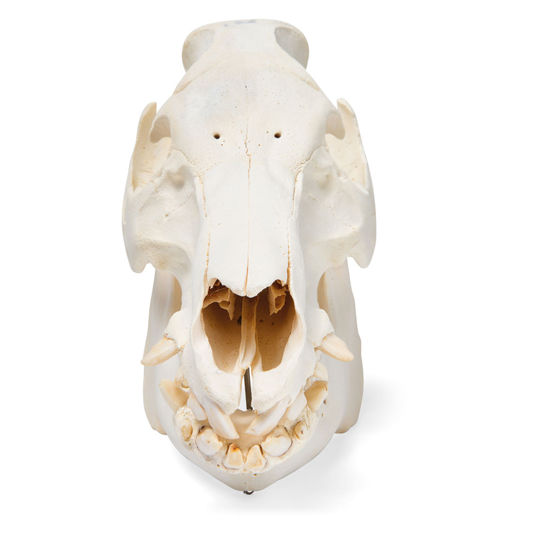 3B SCIENTIFIC Hausschwein weiblich, Schädel-Skelett