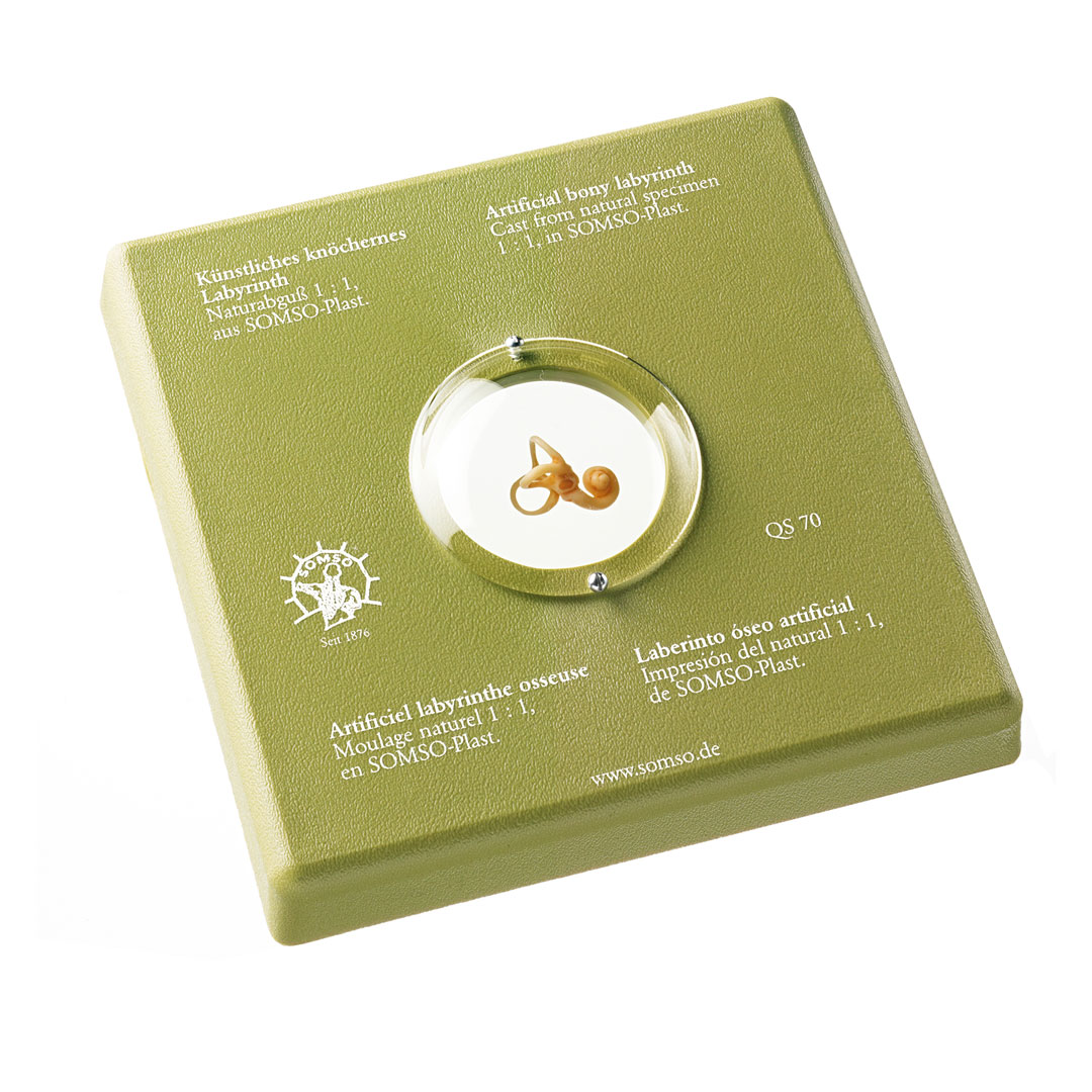SOMSO® Labyrinth, künstlich, knöchern 1:1