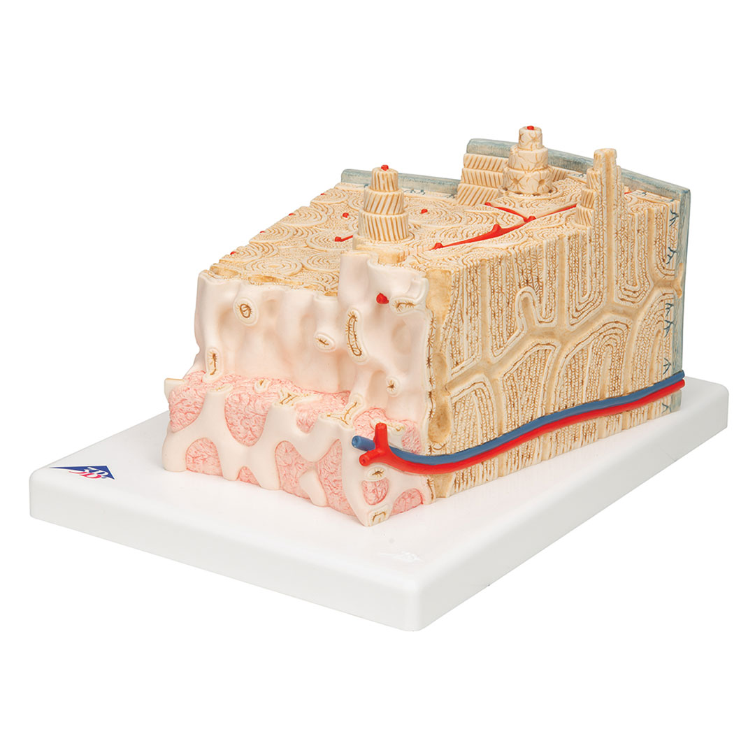 3B SCIENTIFIC Knochenstruktur (A79)