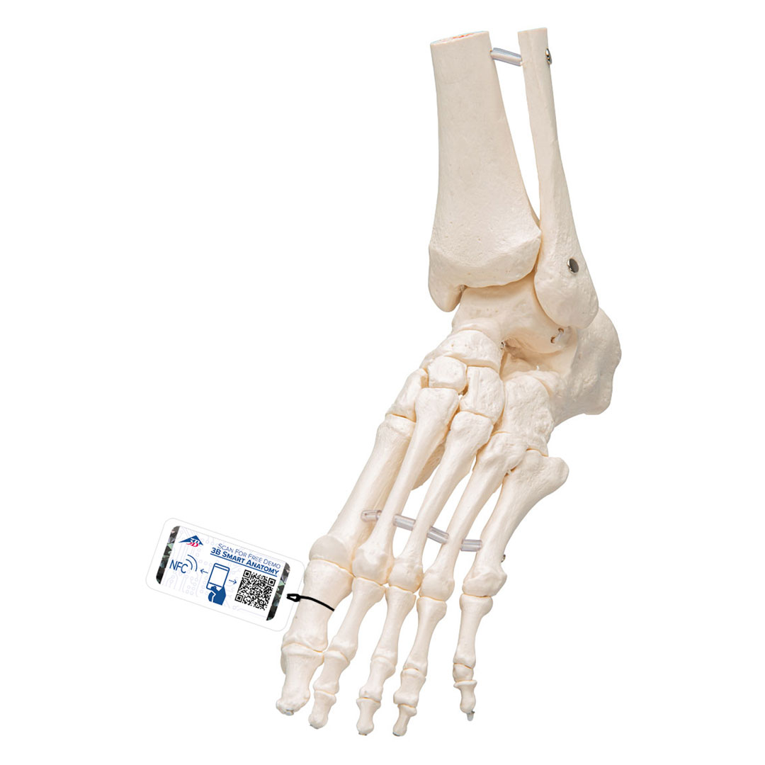 3B SCIENTIFIC Fussskelett m.Schienbein-+Wadenbeinst. (A31/1) Grösse 7x16x22cm