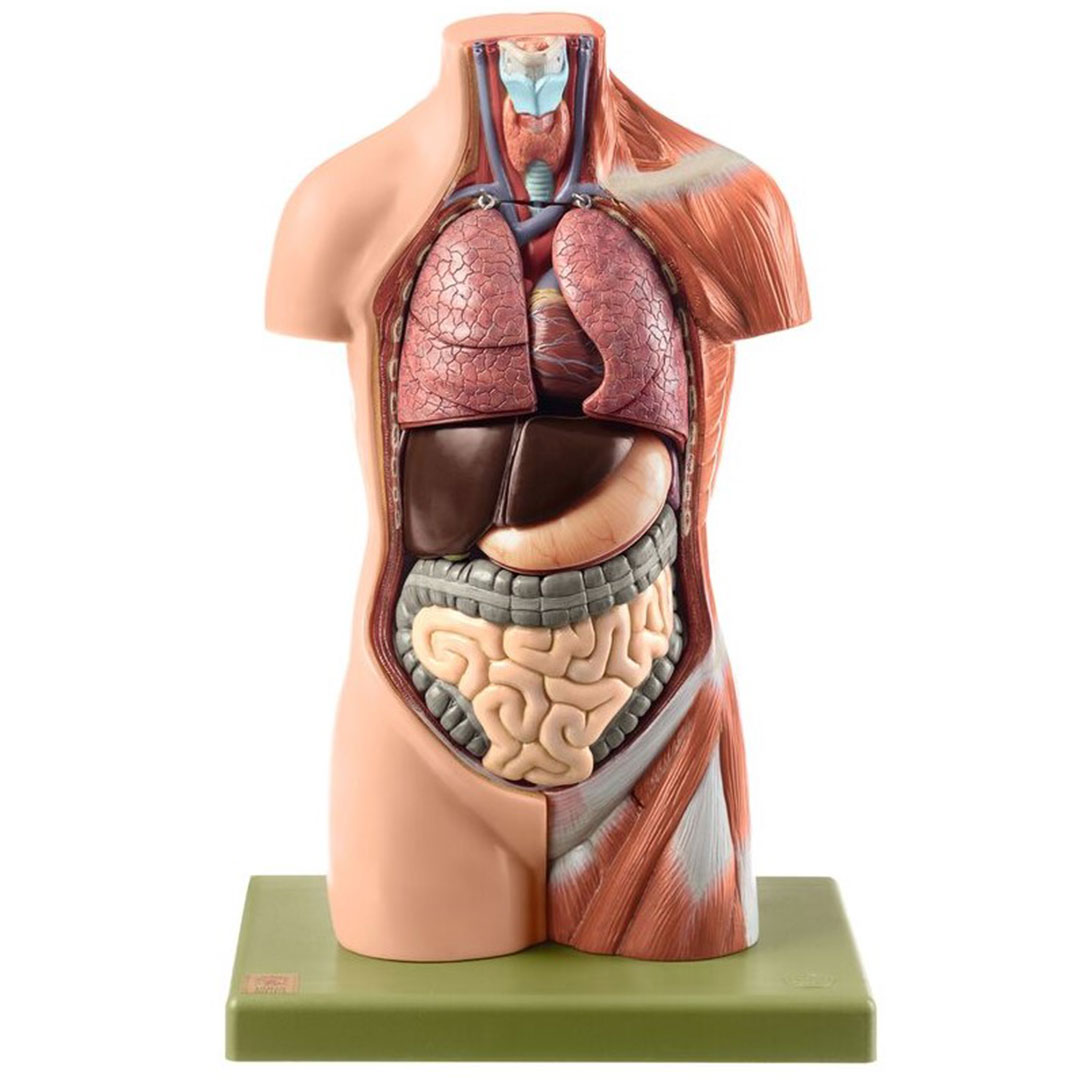 SOMSO® Jünglingskleintorso ohne Kopf