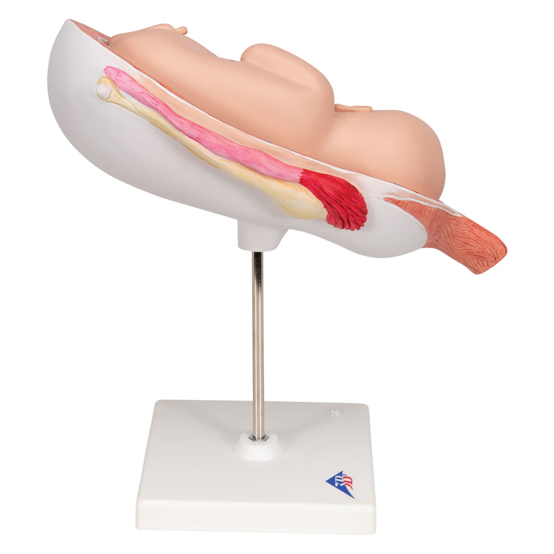3B SCIENTIFIC Uterus mit Fetus, 7. Mt., 2-tlg. (L10/8)