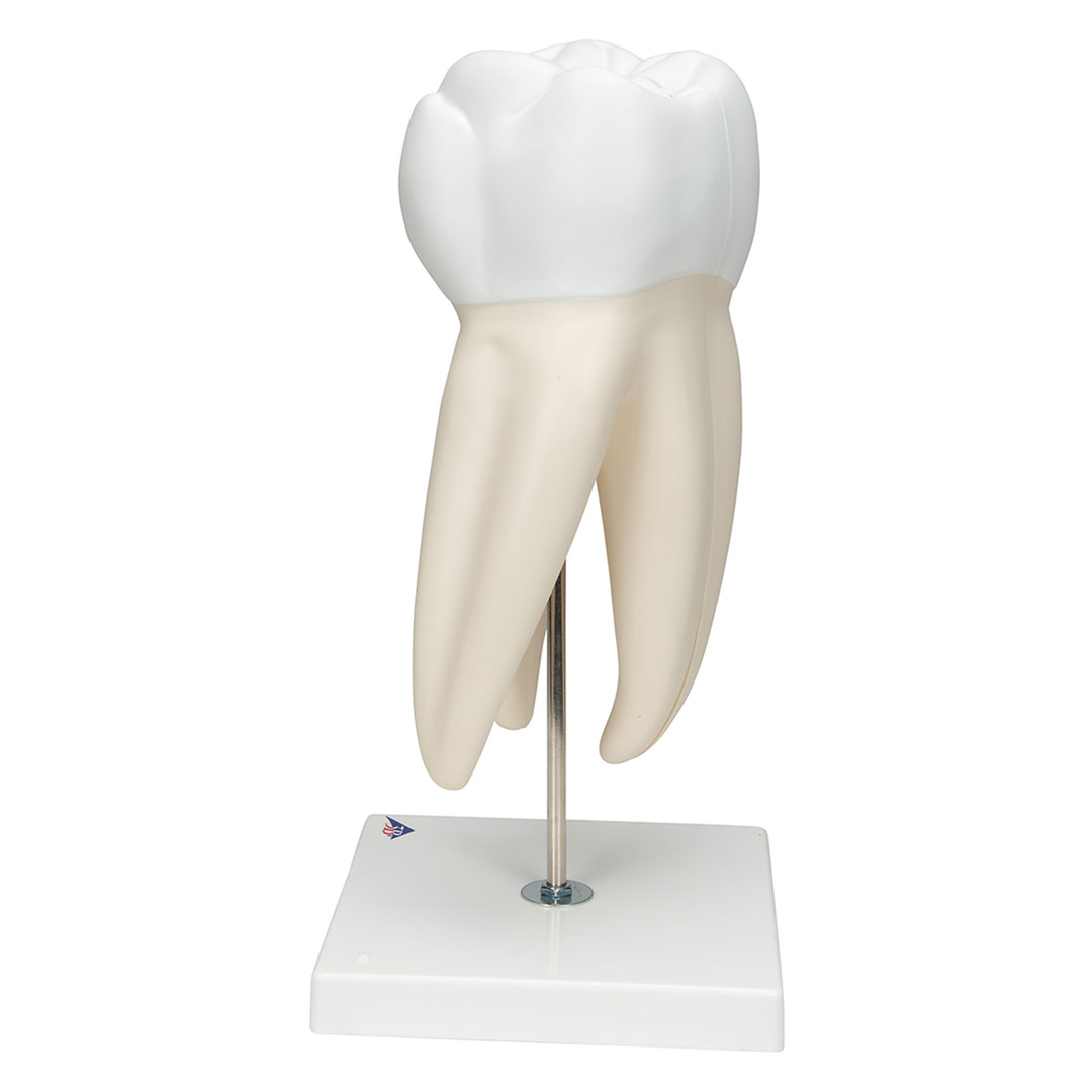 3B SCIENTIFIC Mahlzahn, oben, dreiwurzelig, 5-tlg. (D15)