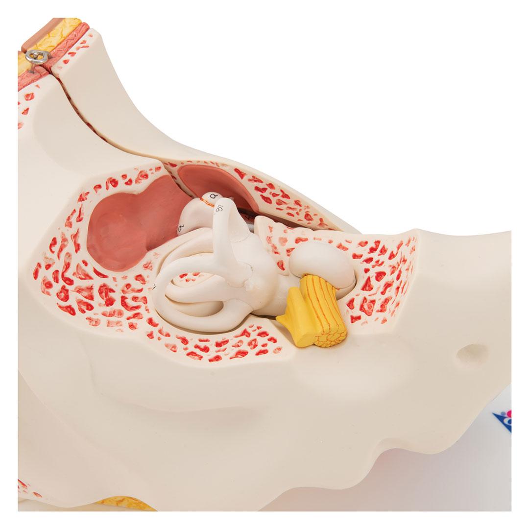 3B SCIENTIFIC Gehörorgan, 3-fach, 6-tlg. (E11)