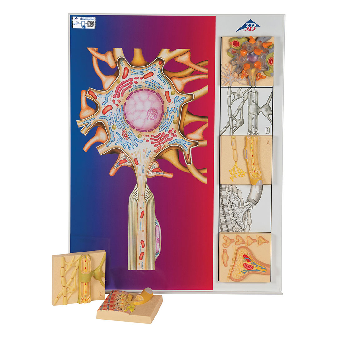 3B SCIENTIFIC Nervenphysioloige-Serie, 5 magn.Modelle (C40)