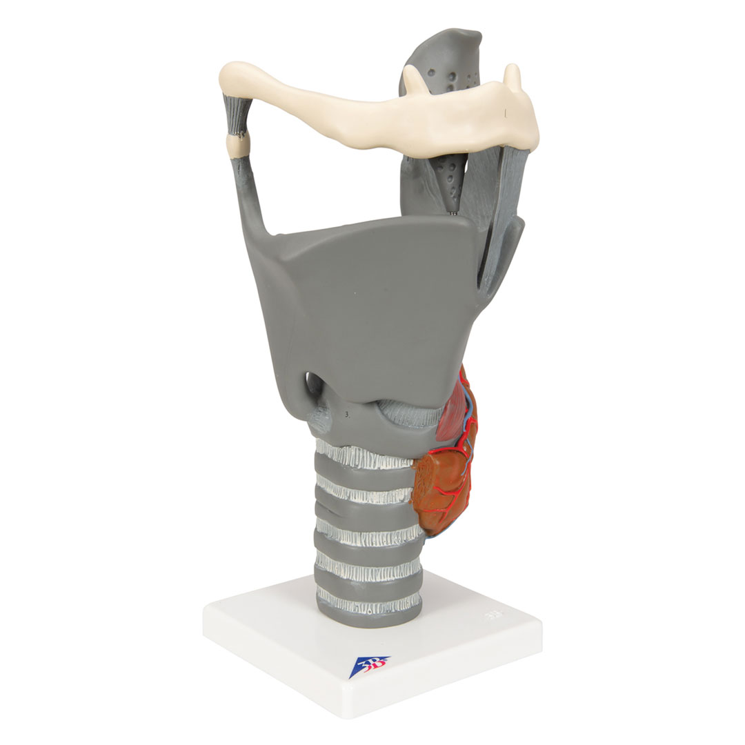 3B SCIENTIFIC Kehlkopf, Funktionsmodell, 2,5-fach (G20)