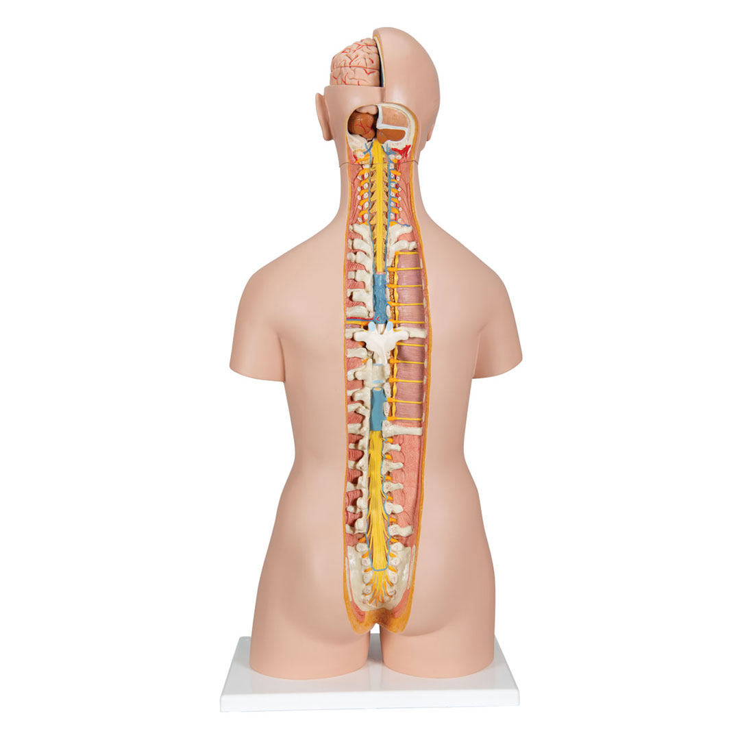 3B SCIENTIFIC Torso mit Kopf, 20-teilig (B17)
