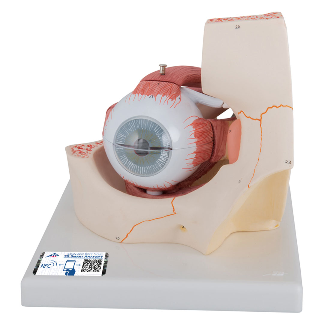 3B SCIENTIFIC Auge i.Augenhöhle, 7-tlg., 3-fach vergr. (F13), Grösse 18x26x19cm