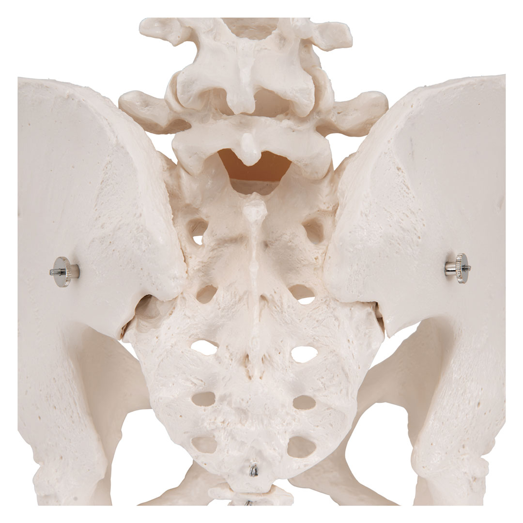 3B SCIENTIFIC Weibliches Becken, Skelett (A61)