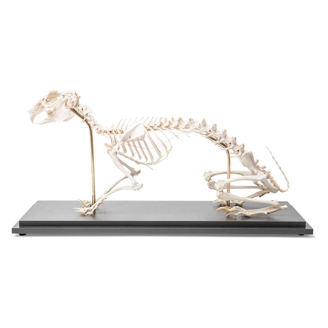 3B SCIENTIFIC Kaninchen Skelett auf Sockel