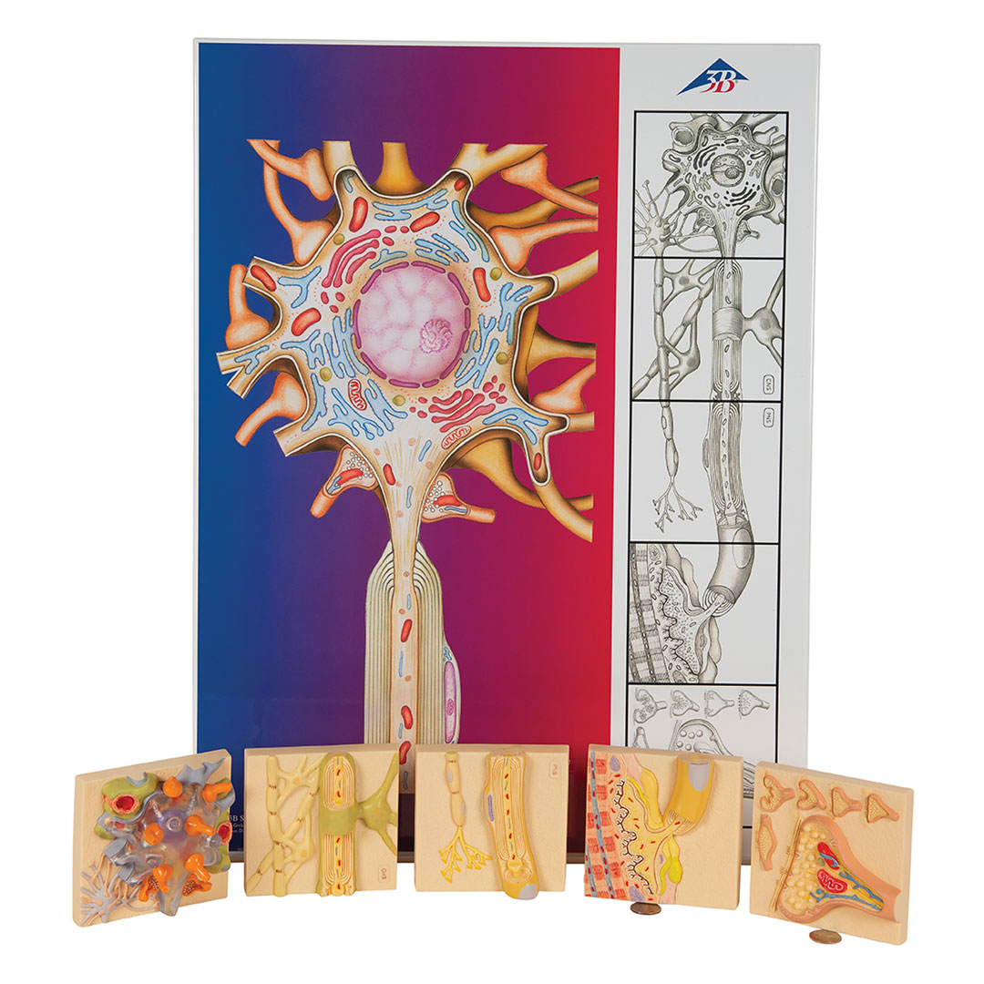 3B SCIENTIFIC Nervenphysioloige-Serie, 5 magn.Modelle (C40)