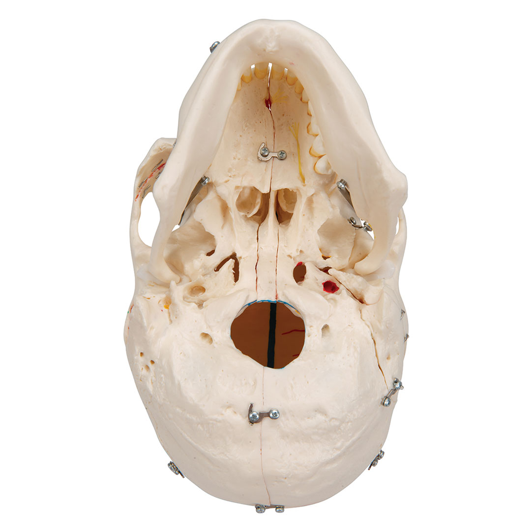 3B SCIENTIFIC Schädel, Demo, 10-teilig, Zähne herausn. (A27)