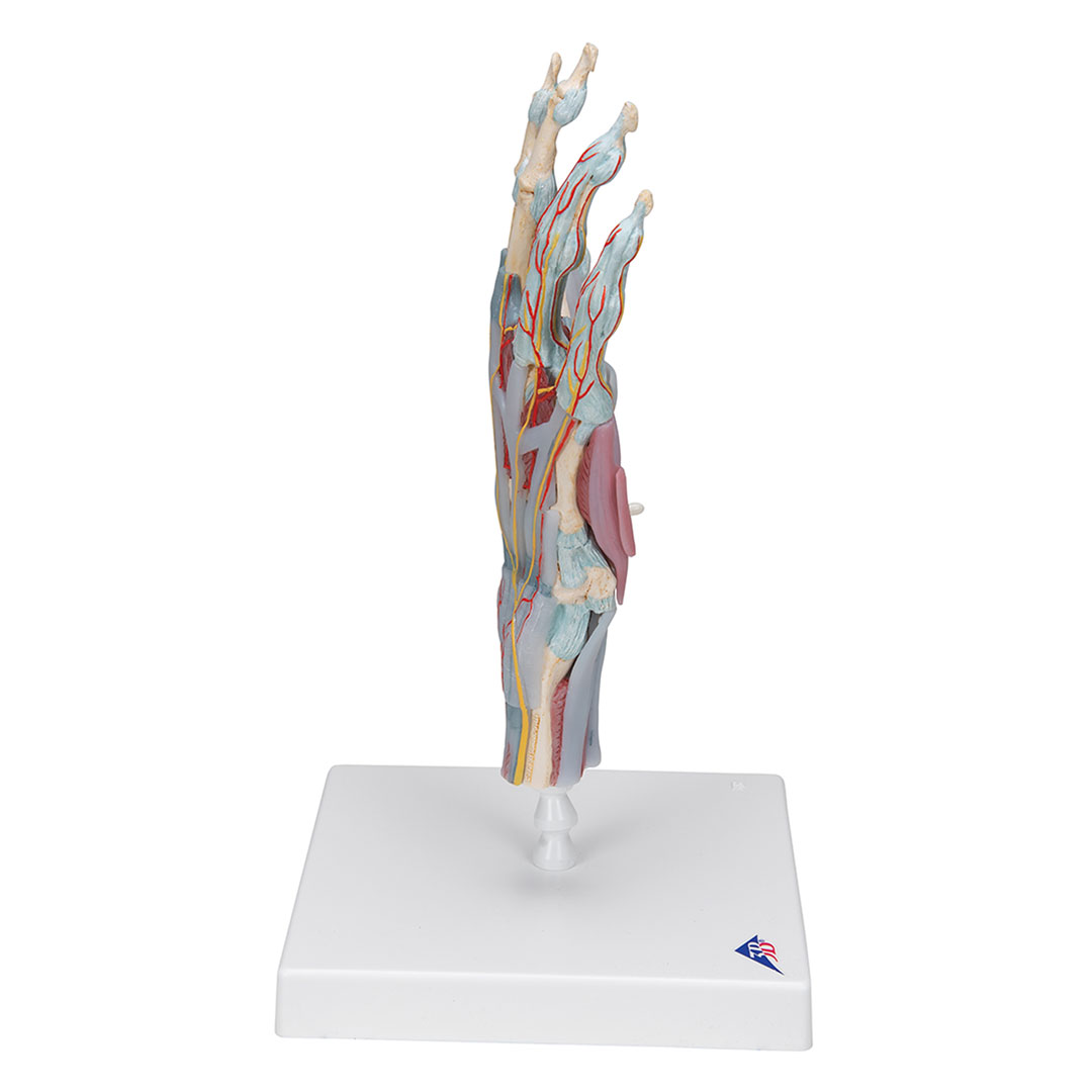 3B SCIENTIFIC Handskelett mit Bändern+Muskeln, 4-teilig 3B SCIENTIFIC Handskelett mit Bändern+Muskeln, 4-teilig