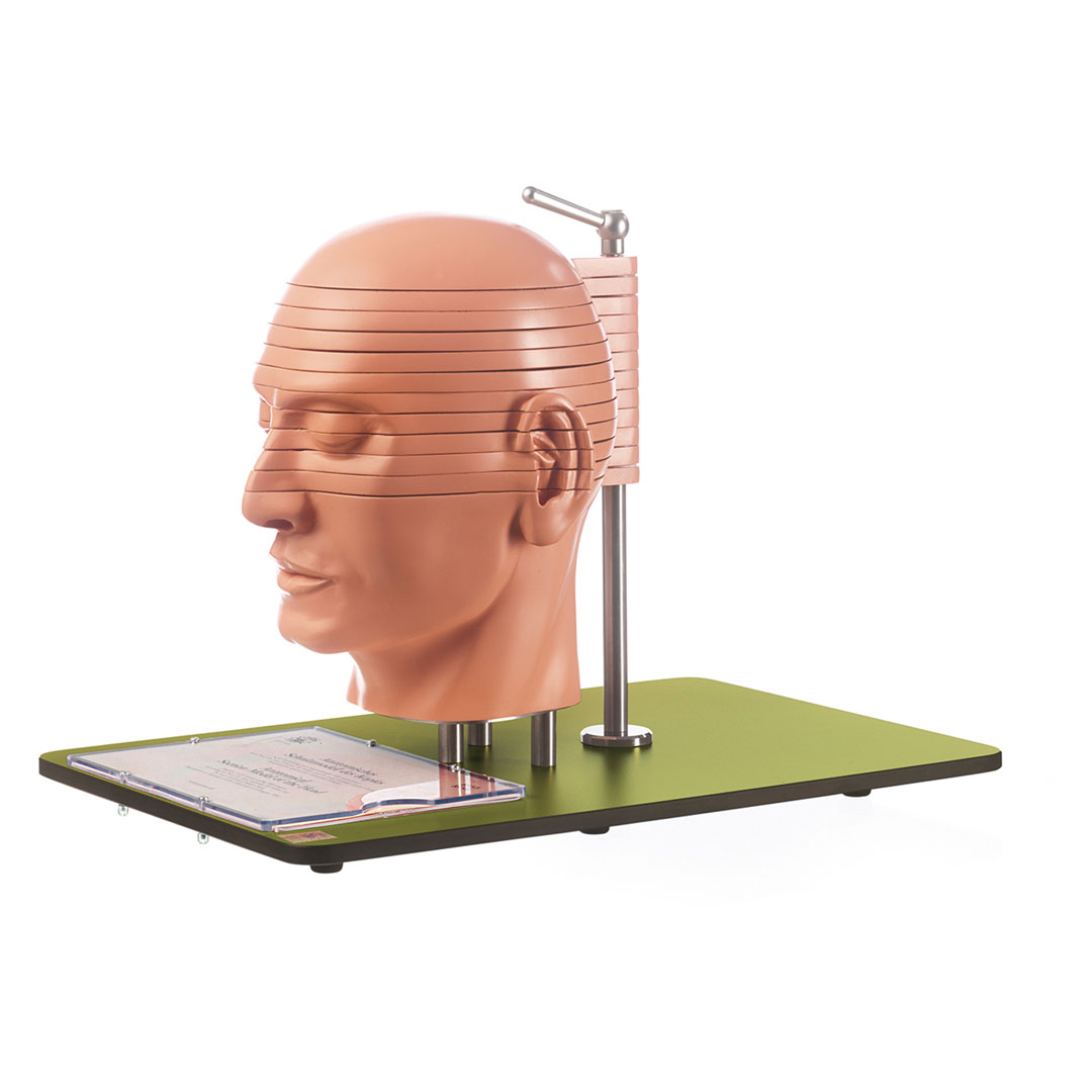 SOMSO® Kopf, Schnittmodell