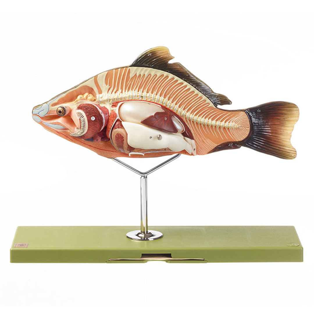 SOMSO® Knochenfisch, Anatomie