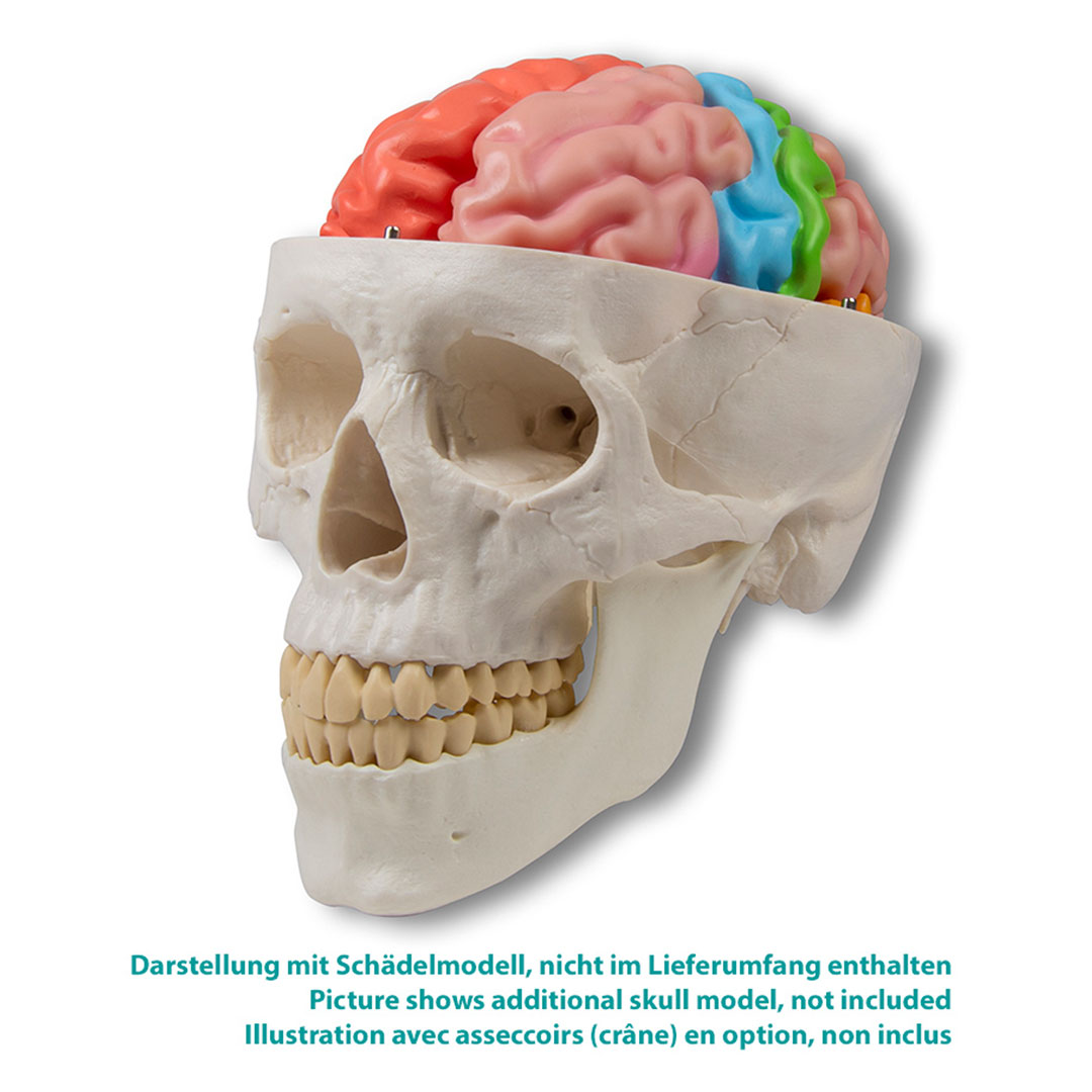ERLER ZIMMER Gehirnmodell funktionell/regional, lebensgroß, 5-teilig - EZ Augmented Anatomy