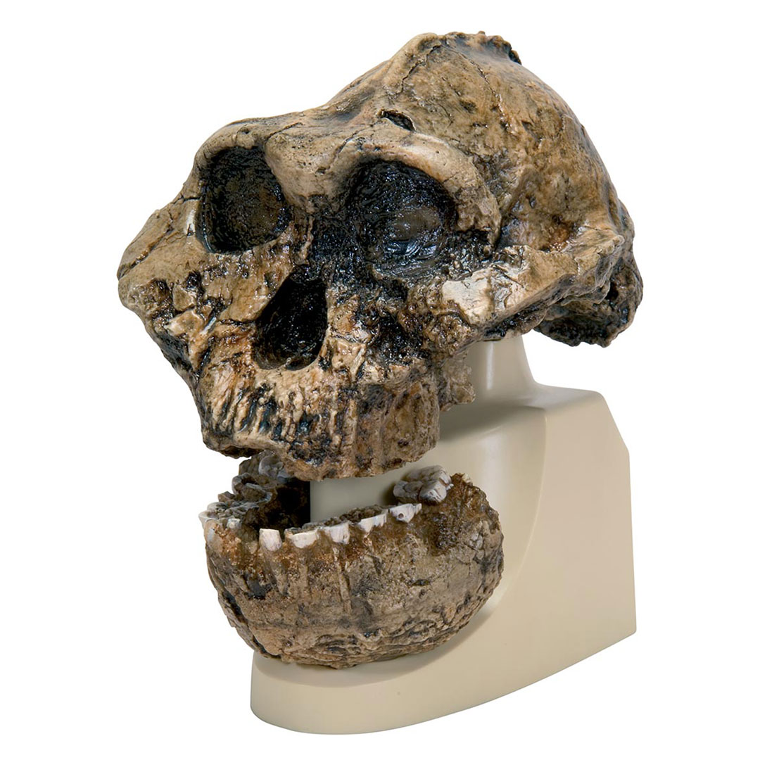 3B SCIENTIFIC Anthrop.Schädel - Australopithecus Bosei (VP755/1)