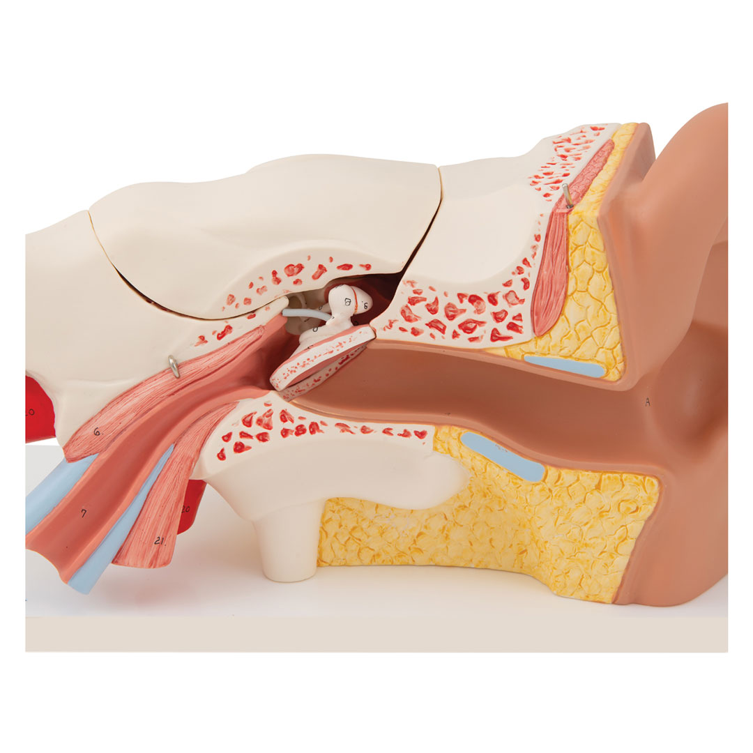 3B SCIENTIFIC Gehörorgan, 3-fach, 6-tlg. (E11)