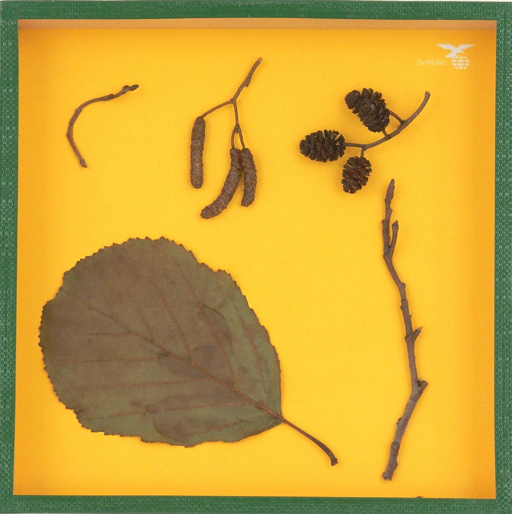 Erle, Schaukasten 17,5x17,5cm