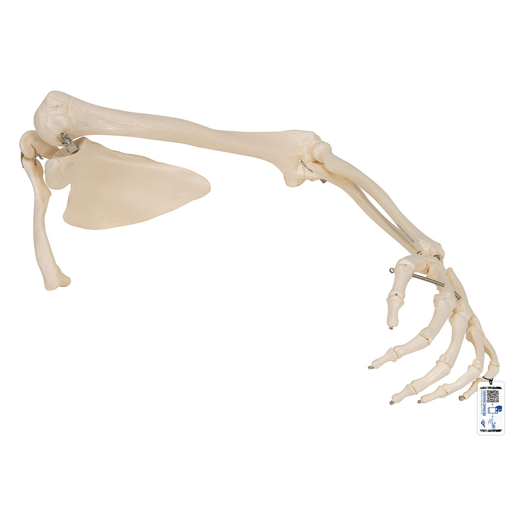 3B SCIENTIFIC Armskelett rechts mit Schulterblatt und Schlüsselblatt (A46)