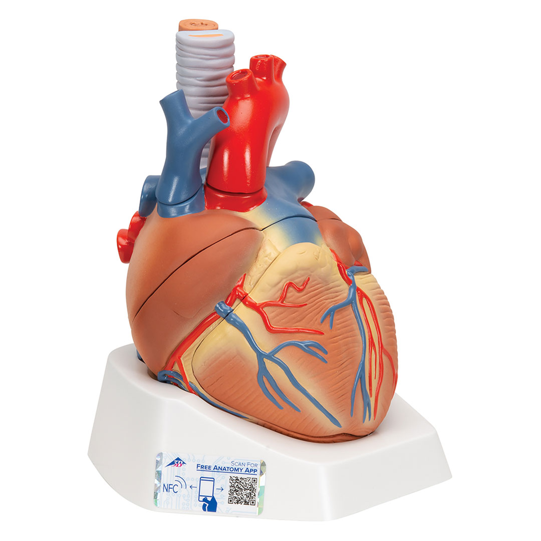 3B SCIENTIFIC Herz, natürl. Grösse, 7-tlg. (VD253)