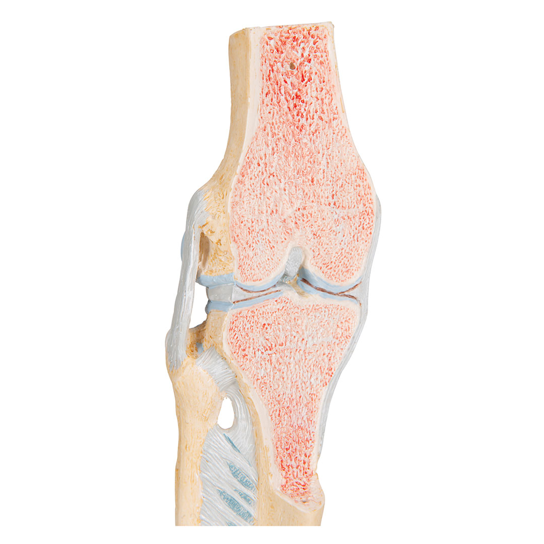 3B SCIENTIFIC Knie, Gelenkschnitt-Modell, Grösse 2x12x24cm (A89)