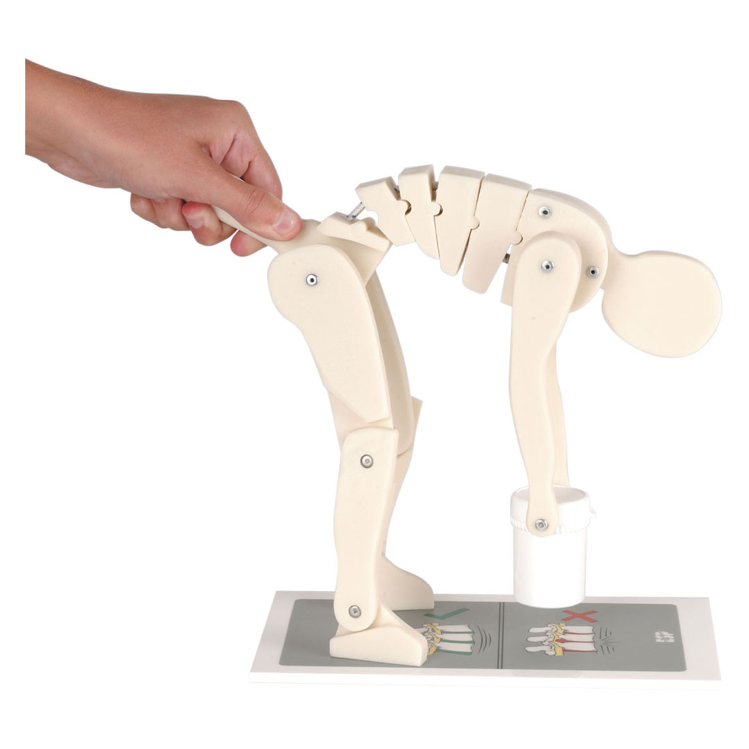 3B SCIENTIFIC Figur, Richtiges Heben (W19007)