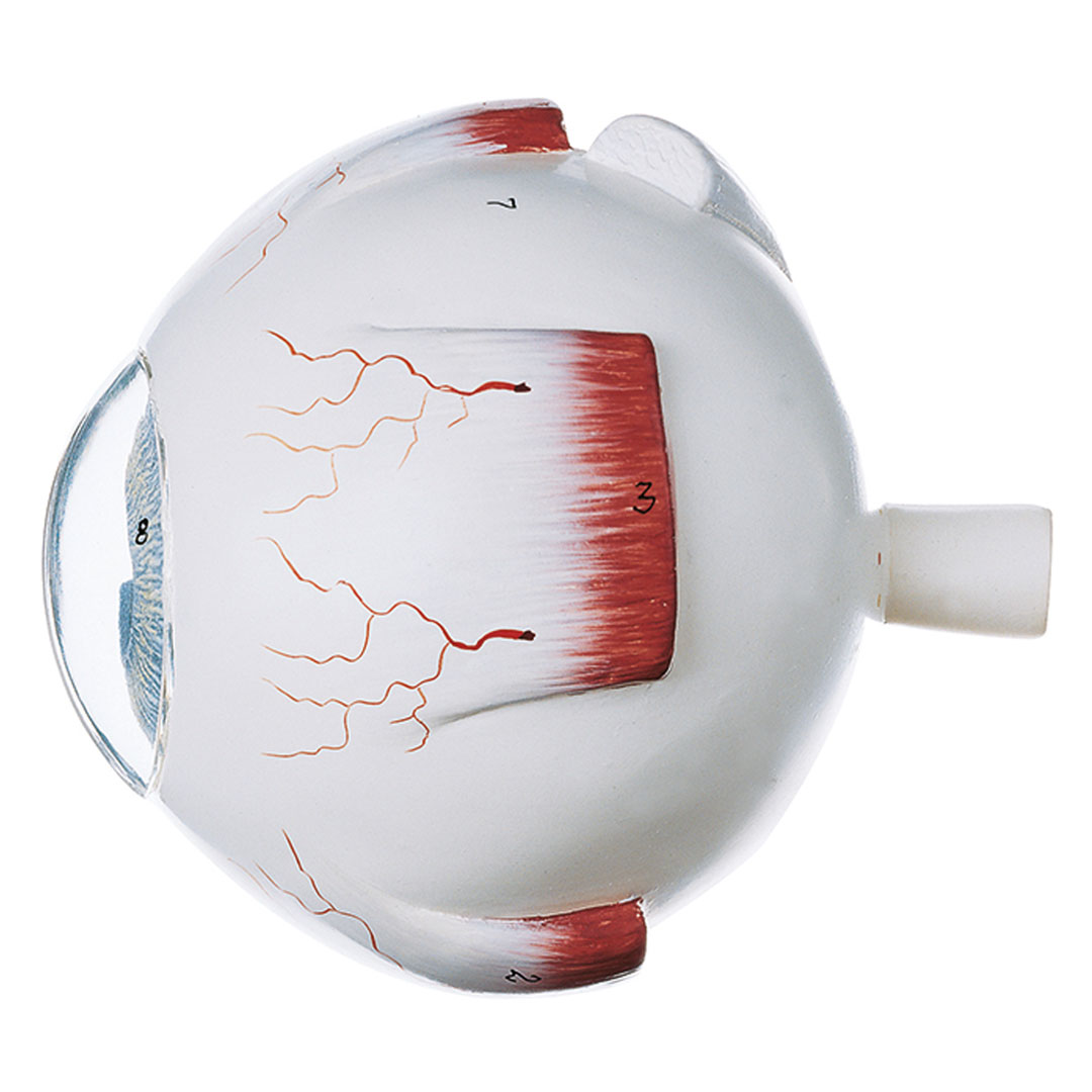 SOMSO® Augapfel, 4-fach, unzerlegbar