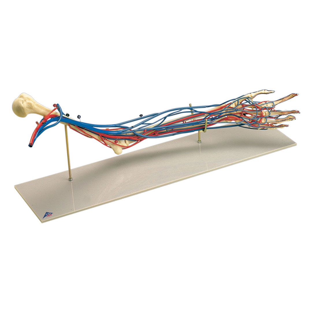 3B SCIENTIFIC Gefäss-Arm, lebensgr.Modell linker Arm (W19019)