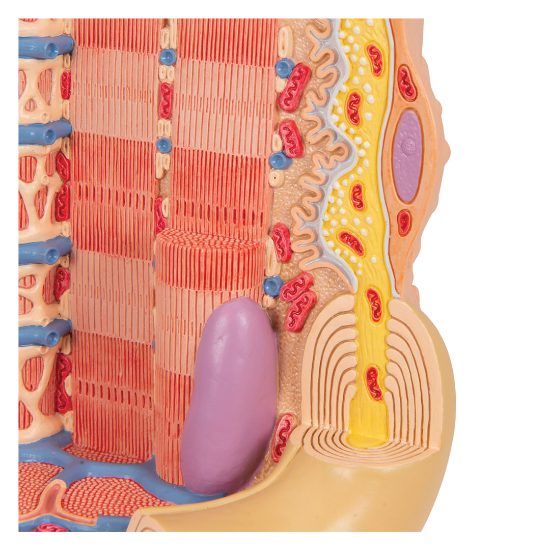 3B SCIENTIFIC MICROanatomy Muskelfaser (B60)
