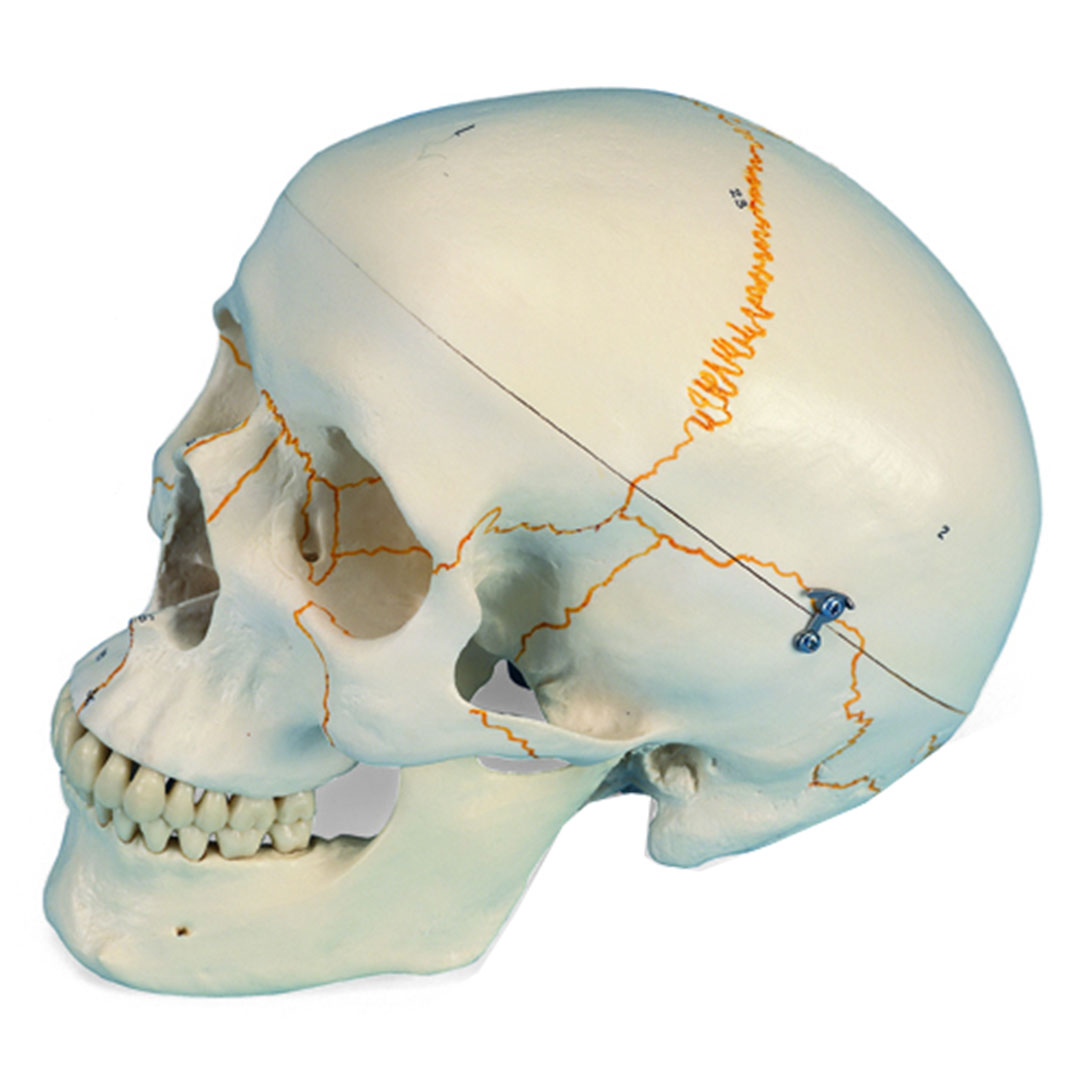 3B SCIENTIFIC Schädel mit Nummerierung 3-teilig (A21)