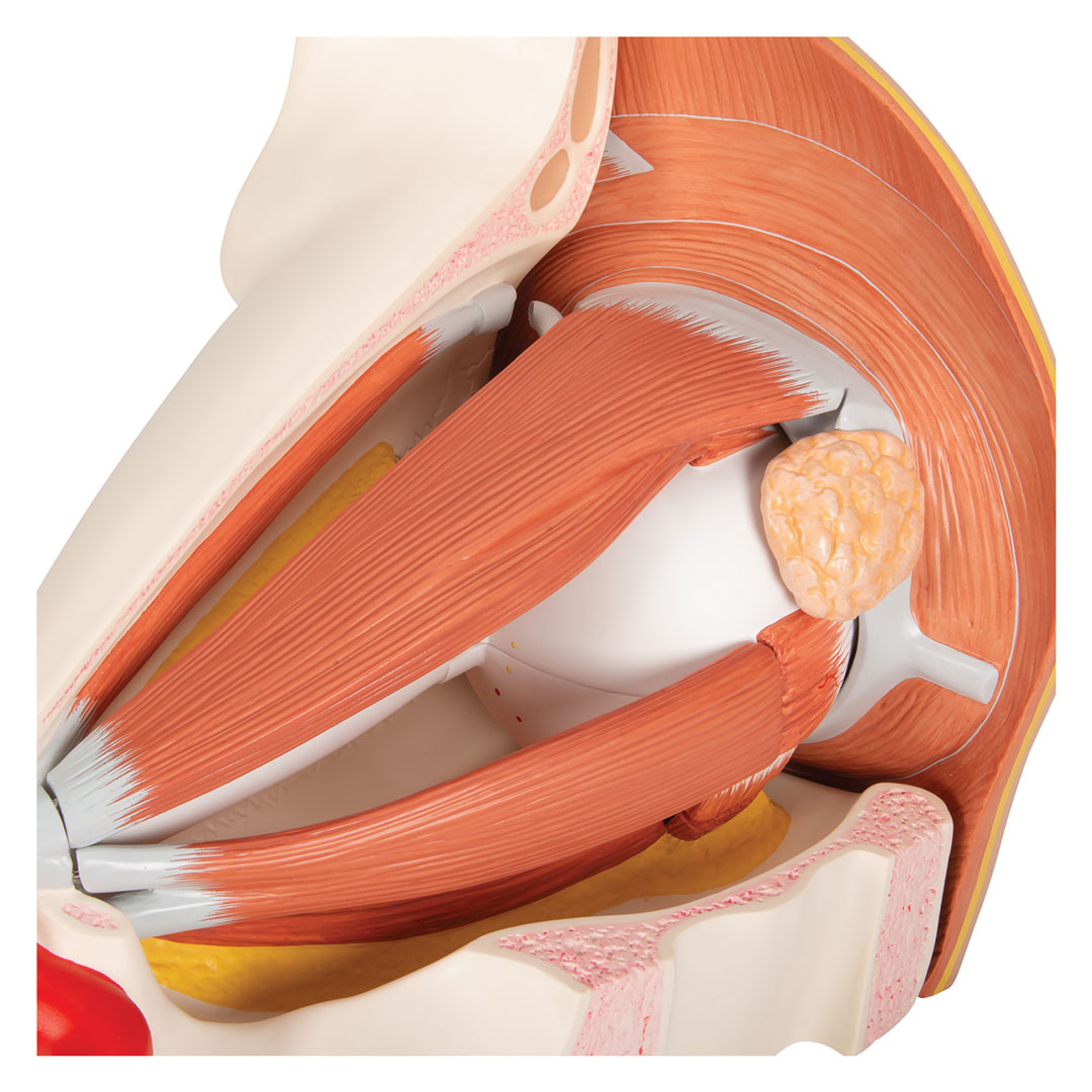 3B SCIENTIFIC Auge in Augenhöhle 11-tlg. (VJ500A)