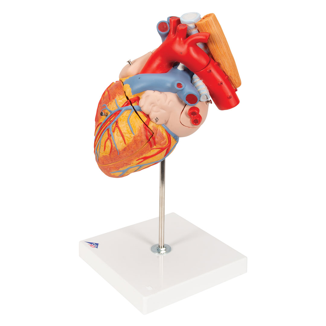 3B SCIENTIFIC Herz, 2-f.Grösse, 5-tlg. (G13)