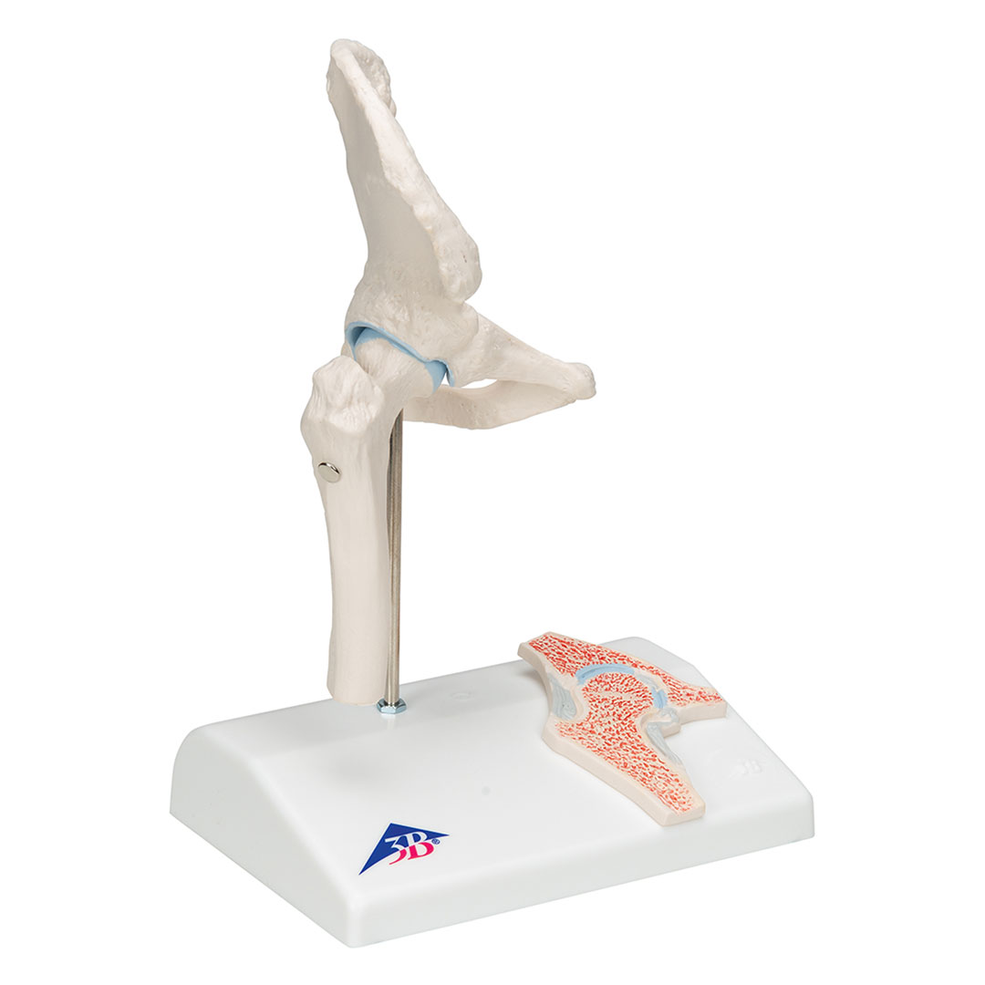 3B SCIENTIFIC Mini-Hüftgelenk m.Querschnitt (A84/1)