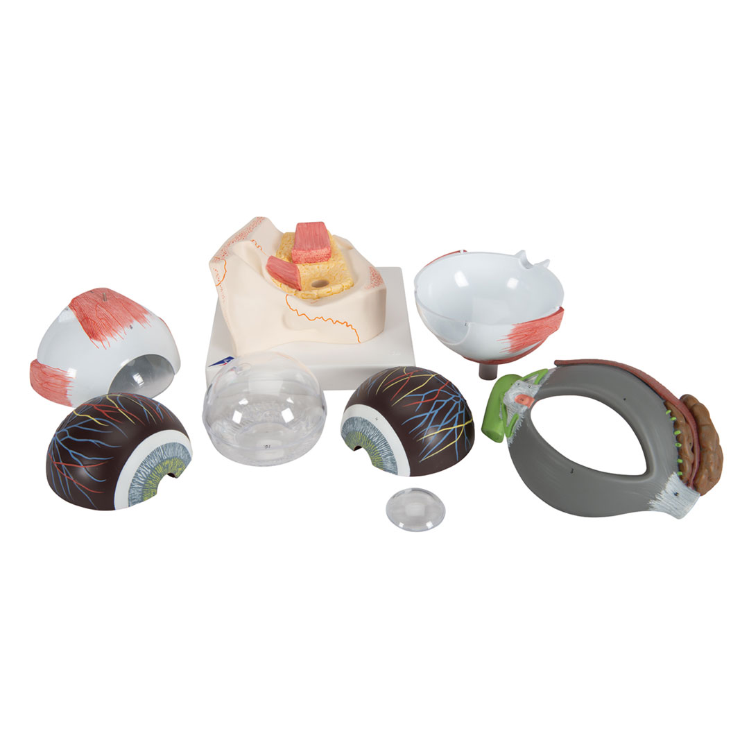 3B SCIENTIFIC Auge mit Lid, 8-tlg. (F12)