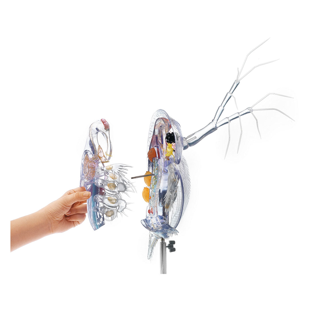 SOMSO® Wasserfloh, Modell