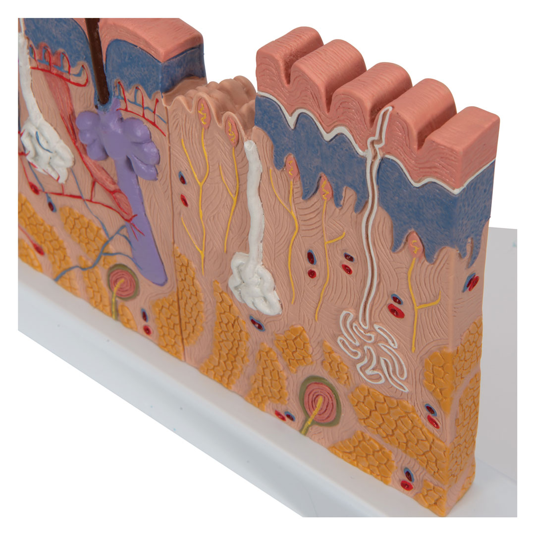 3B SCIENTIFIC Hautdurchschnitt, Tischmodell (J11)