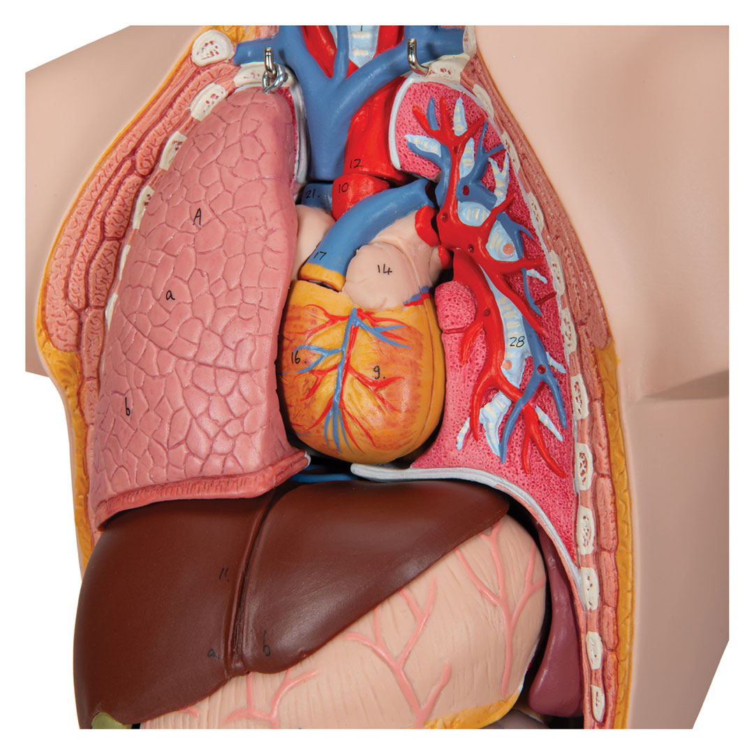 3B SCIENTIFIC Mini-Torso mit Kopf, 12-teilig (B22)