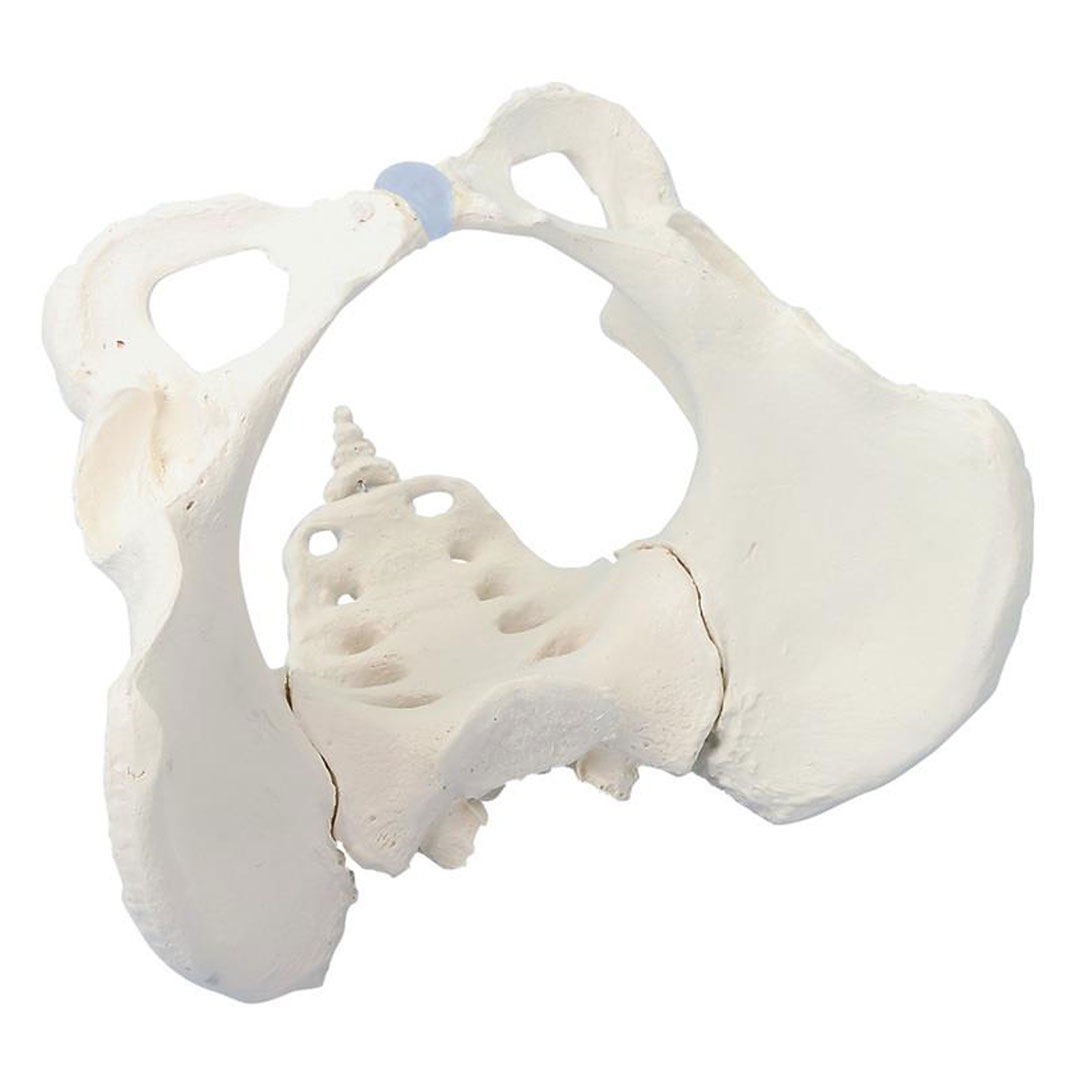 ERLER ZIMMER Weibliches Becken mit Kreuzbein