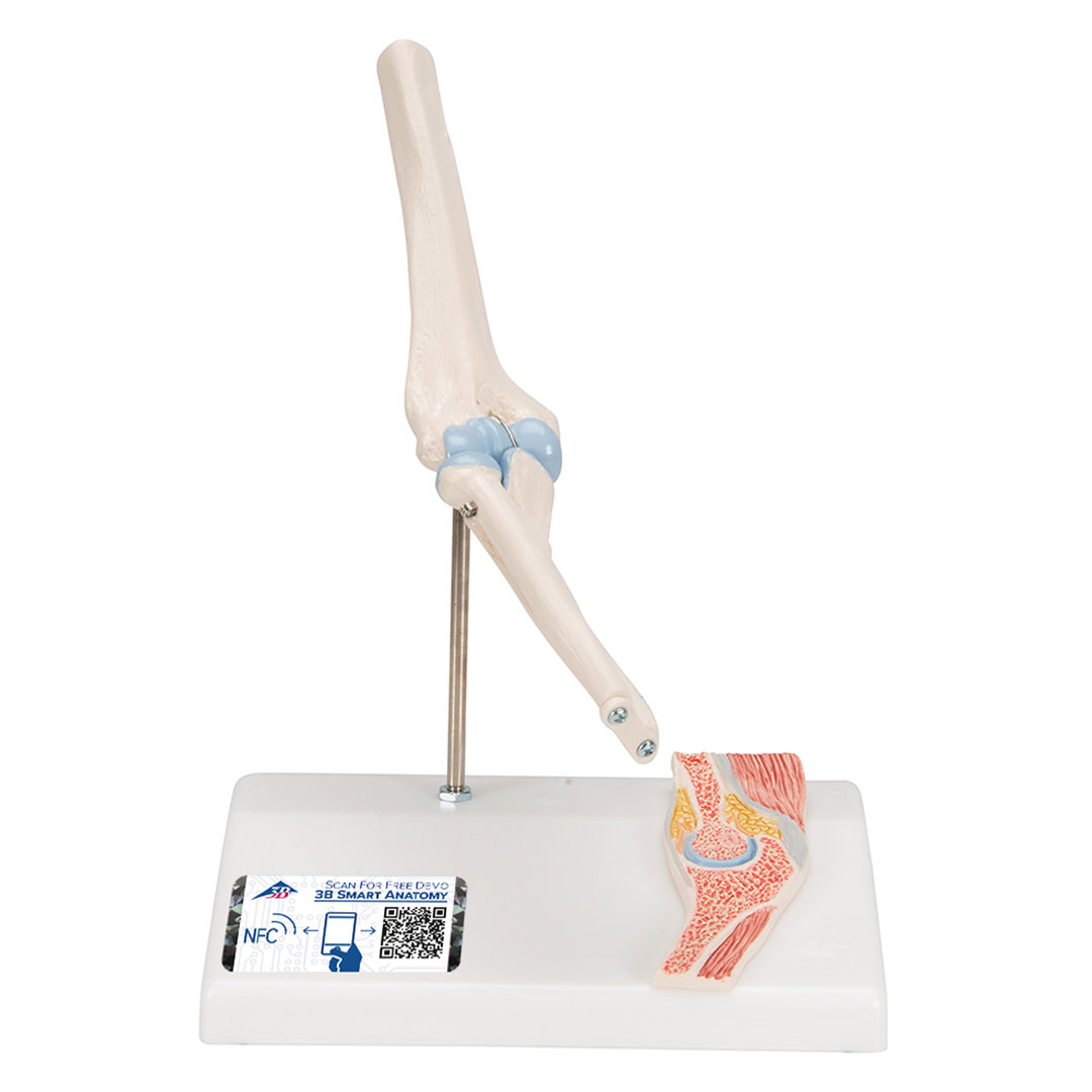 3B SCIENTIFIC Mini-Ellbogengelenk m.Querschnitt (A87/1)
