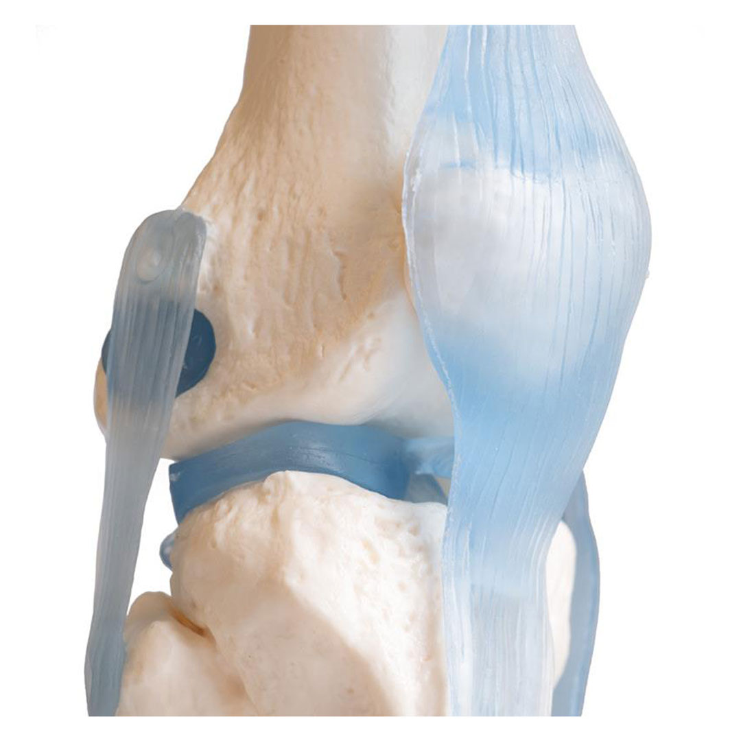 ERLER ZIMMER Kniegelenk auf Stativ mit Stümpfen