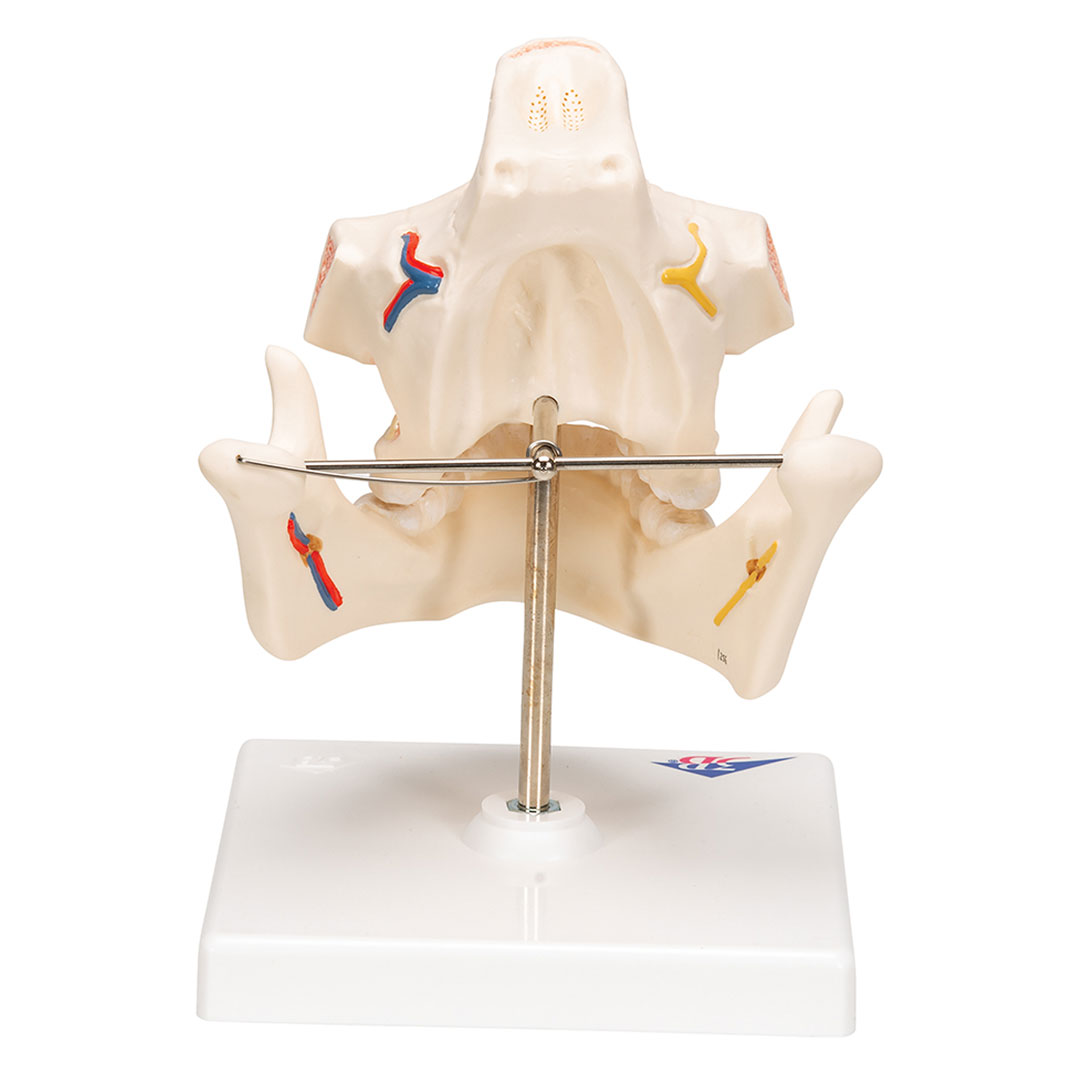 3B SCIENTIFIC Ober- u. Unterkiefer, Erwachsen (VE281)