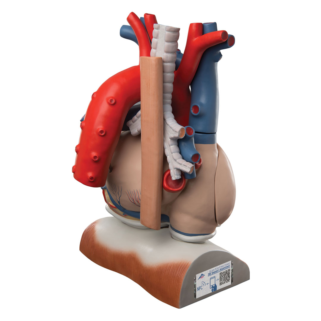 3B SCIENTIFIC Herz, 3-fache Grösse, 10-tlg. (VD251)