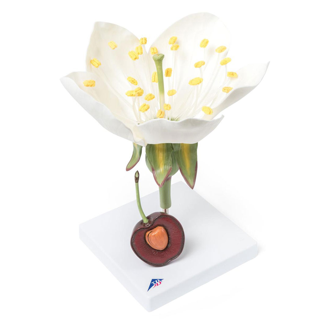 3B SCIENTIFIC Kirschblüte mit Frucht (T21019), 7-fach, 3-teilig 3B SCIENTIFIC Kirschblüte mit Frucht (T21019), 7-fach, 3-teilig