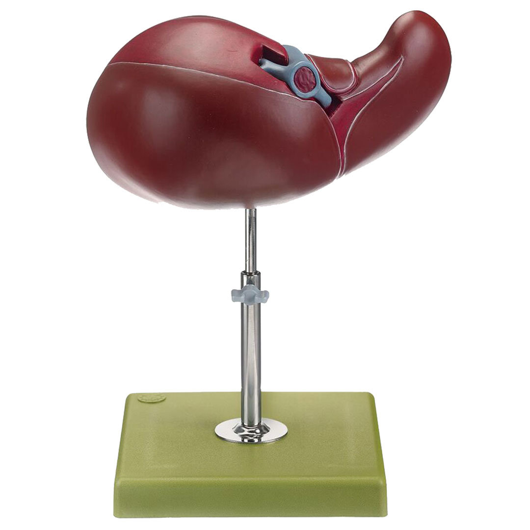 SOMSO® Leber und Gallenblase