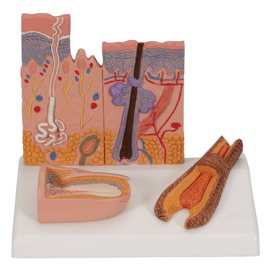 3B SCIENTIFIC Hautschnitt, Tischmodell, 10x12,5x14cm (J14)