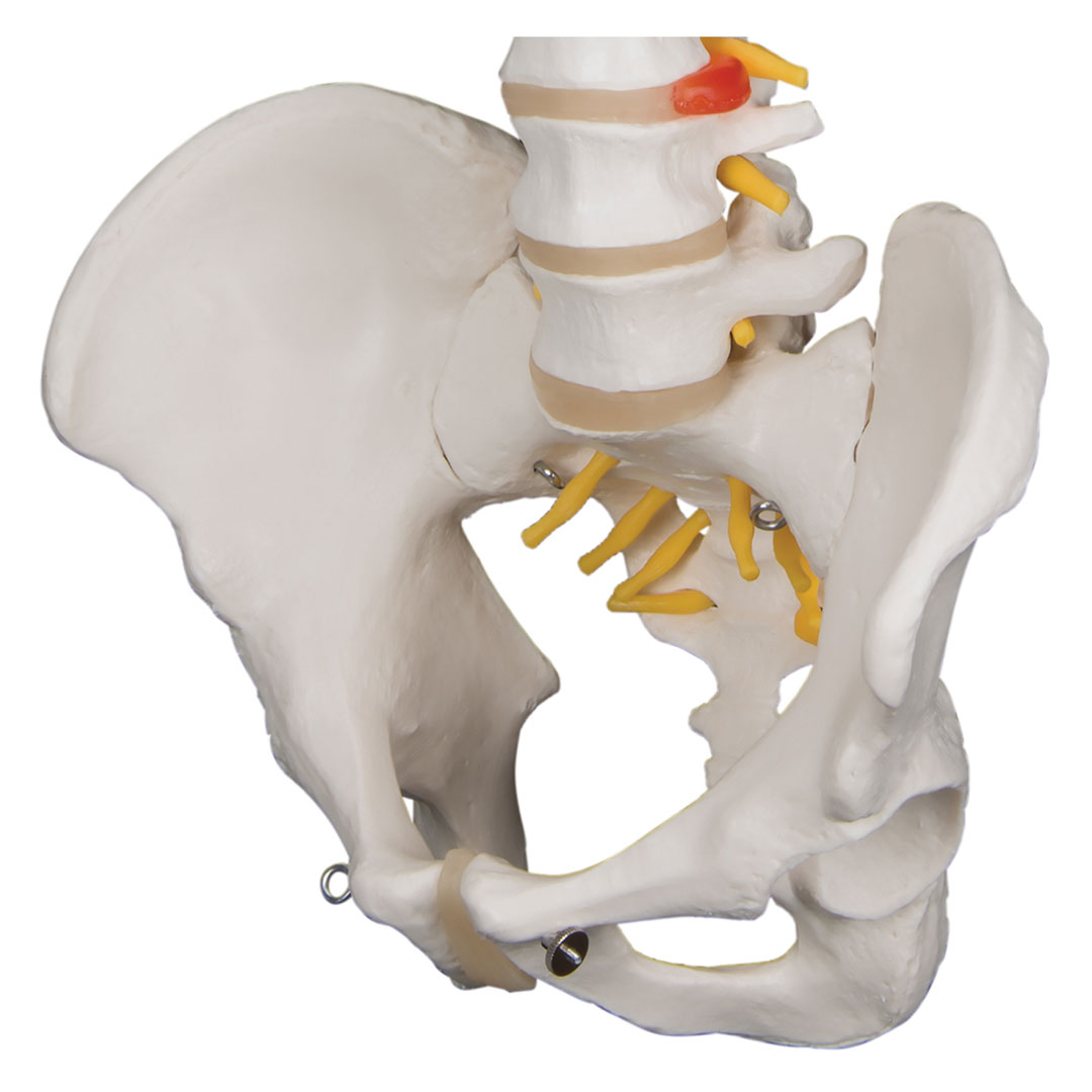 3B SCIENTIFIC Wirbelsäule, flexibel klass., o.Stativ (A58/1)