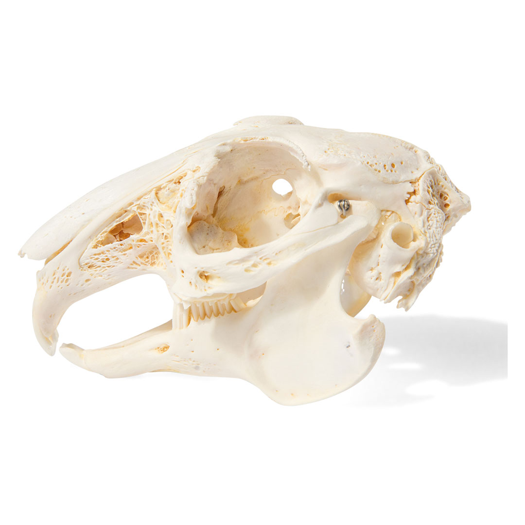 3B SCIENTIFIC Kaninchenschädel, Skelett