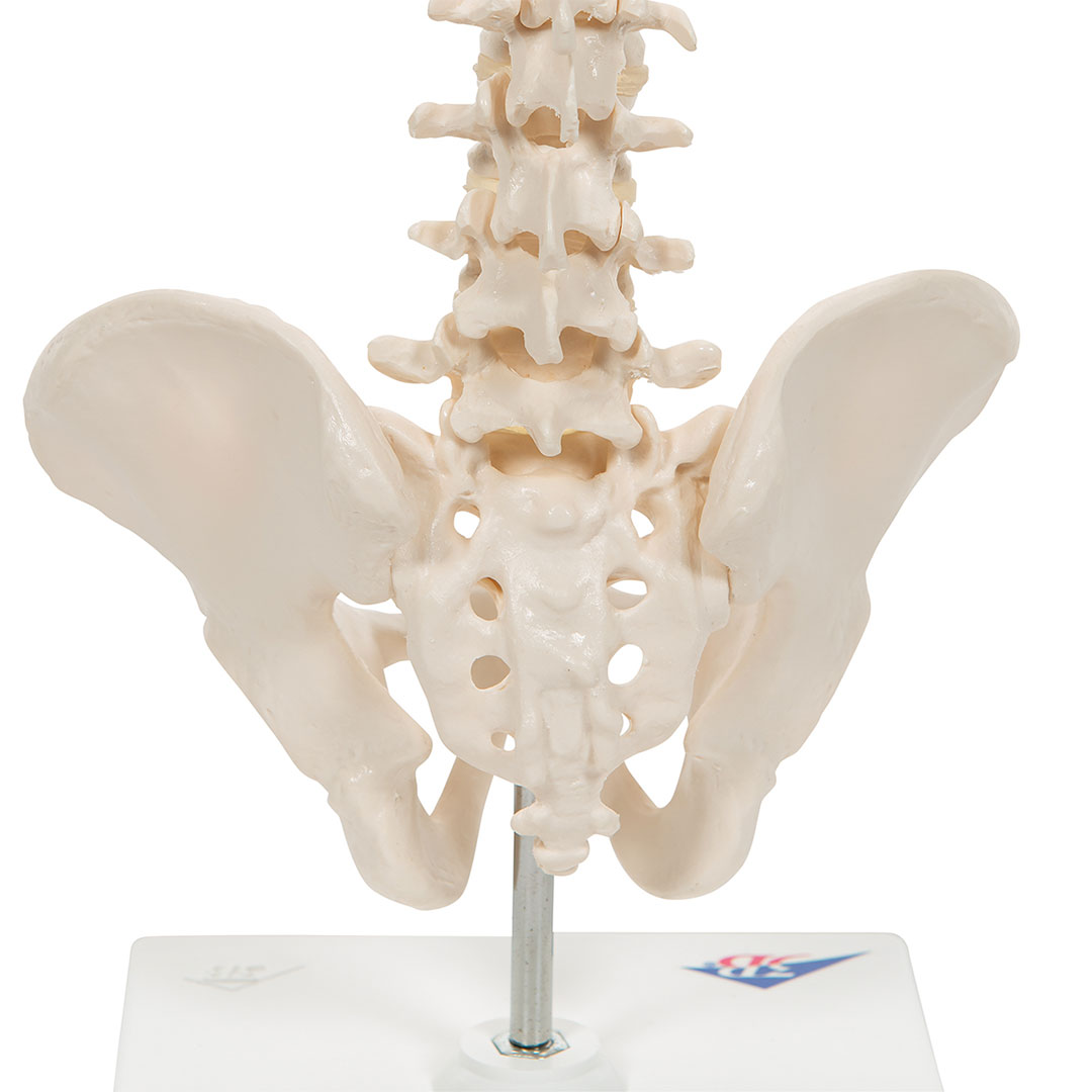 3B SCIENTIFIC Mini-Wirbelsäule auf Stativ (A18/21)